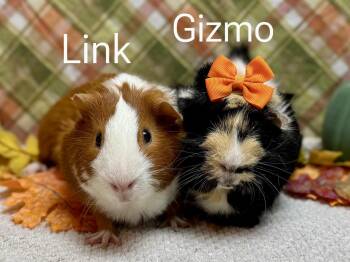 Rescue Short Haired Guinea Pigs for Adoption in Knoxville, Tennessee - Link And Gizmo | PetCurious